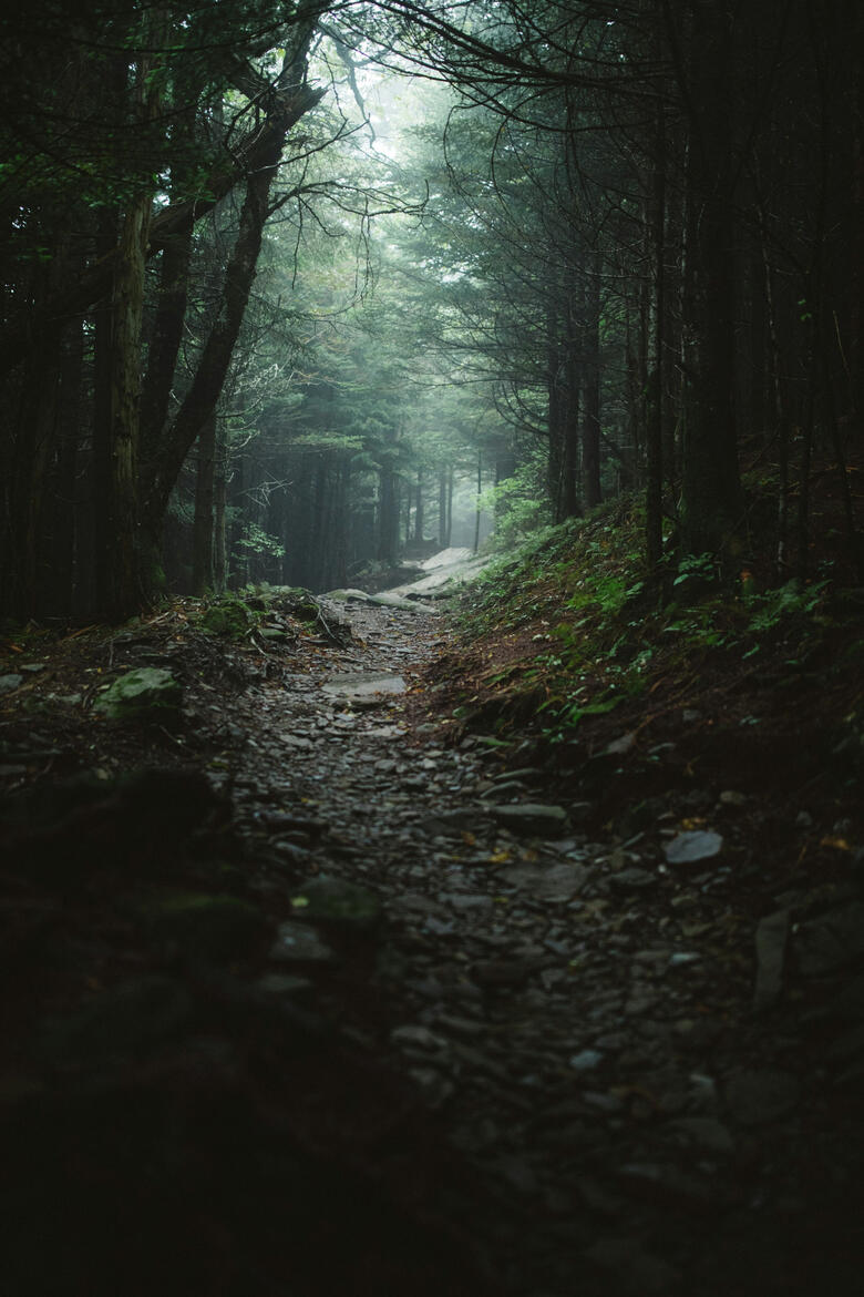 Behind the Mask - The forest